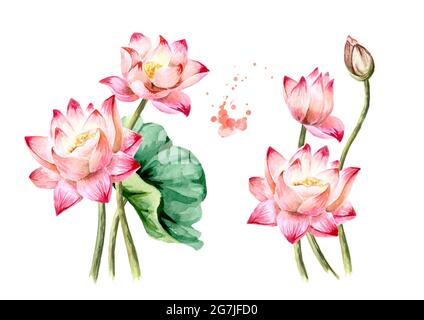 Bouquet von schönen rosa Lotusblumen gesetzt. Handgezeichnete botanische Aquarellillustration isoliert auf weißem Hintergrund Stockfoto