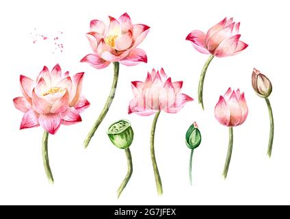 Set aus rosa Lotusblumen. Handgezeichnete botanische Aquarellillustration isoliert auf weißem Hintergrund Stockfoto