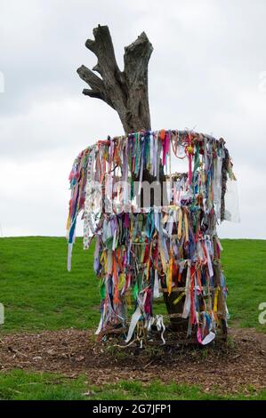 Der Glastonbury Thorn auf dem Wearyall Hill Glastonbury Somerset England Stockfoto