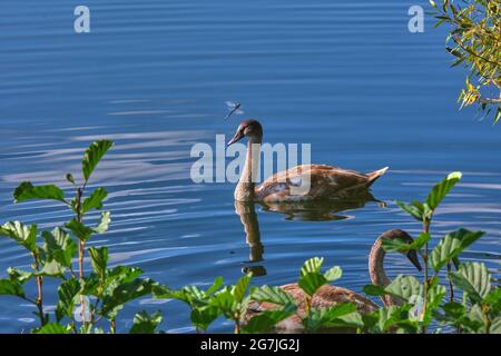 Grauer Schwan und Libelle auf azurblauem Teich durch grüne Büscheblätter Stockfoto