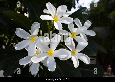 Plumeria alba, Beliebte Blumen Indiens. Weiß blühende Blume bucnh blühend. Houe Rasen Hinterhof Baumwachstum. Auch bekannt als Champa Blumen Stockfoto