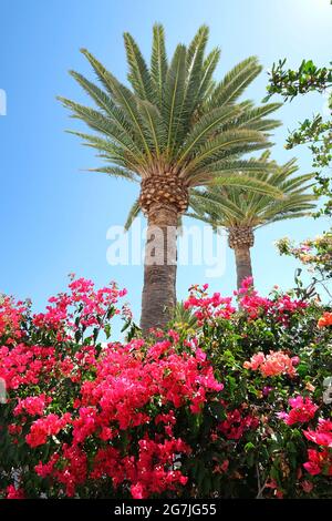 Vertikale Aufnahme von einigen tropischen Bougainvillea und Palmen vor blauem Himmel Stockfoto