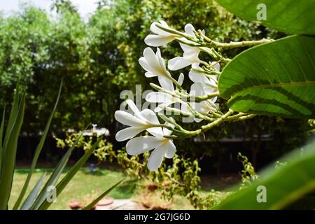 Plumeria alba, Beliebte Blumen Indiens. Weiß blühende Blume bucnh blühend. Houe Rasen Hinterhof Baumwachstum. Auch bekannt als Champa Blumen Stockfoto