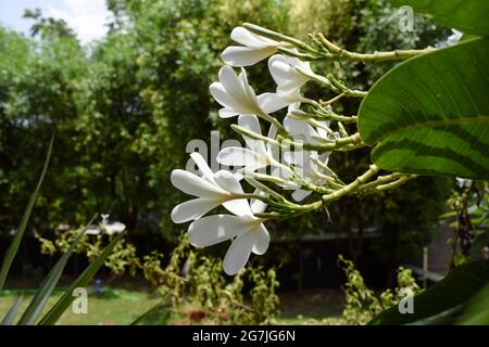 Plumeria alba, Beliebte Blumen Indiens. Weiß blühende Blume bucnh blühend. Houe Rasen Hinterhof Baumwachstum. Auch bekannt als Champa Blumen Stockfoto