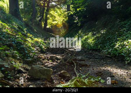 RAK-patak Bach im trockenen Sommer, ausgetrocknetes Flussbett, Sopron, Ungarn Stockfoto