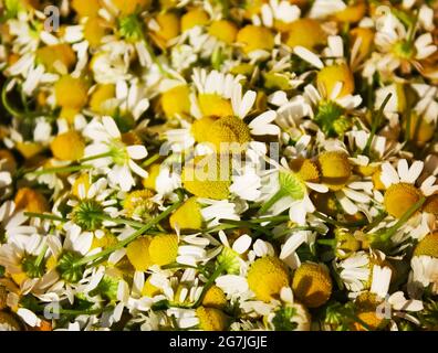 Kamille, Lat. Matricaria chamomilla Blüten aus nächster Nähe Stockfoto