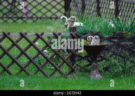 Niedliche Eulenküken, die mit großen Augen starren, drei lustige Langohreulen, die auf dem Baum sitzen, wilde ASIO Otus, hungrige Eulenbabys, die posieren Stockfoto