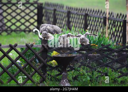 Hungrige Eulenfamilie, schreiend, niedliche langohrige Eulen, die auf dem Baum sitzen, wilder ASIO Otus, laute Eulengruppe, Eulenportrait, junger Jäger, der aufwächst, Baby-Raptor Stockfoto