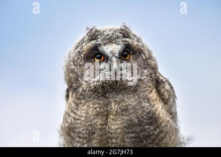 Niedliches Eulenportrait, Babyeule starrt mit großen Augen, neugierige Langohreule sitzt auf dem Baum, wilder ASIO Otus, junger hungriger Vogel posiert, Stockfoto