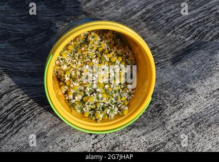 Garten Kamille kleine weiße Blüten in gelben Eimer Stockfoto