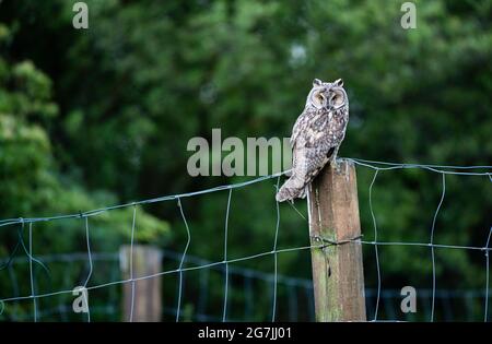 Niedliche Langohreule, die auf einem Fencepost sitzt, majestätisches Eulenportrait, ASIO Otus starrt mit großen hellen Augen weit offen Stockfoto