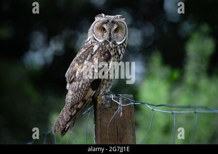 Langohrige Eule, die auf einem Zaun sitzt, majestätisches Eulenporträt, süßes ASIO Otus, das mit großen, hellen Augen weit geöffnet starrt Stockfoto