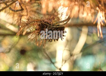 Braune Zapfen auf einem Hintergrund aus goldenen Fichtennadeln Stockfoto