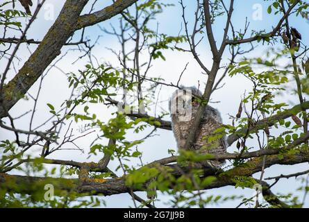 Niedliche Langohreule auf einem Baum sitzend, wilder ASIO Otus, hungrige Eule posiert, Eulenportrait, junger Jäger wächst auf, Baby-Raptor Stockfoto