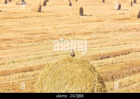 Unterholz auf einem Heuhaufen in einem Feld von gemähter Weizenart Stockfoto