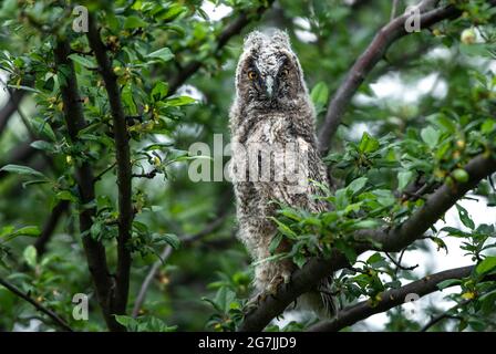 Neugieriges Eule-Küken starrt mit großen Augen, niedliches langohriges Eule-Baby sitzt auf dem Baum, wilder ASIO Otus, Eule posiert, Nahaufnahme Eule-Portrait, jung Stockfoto