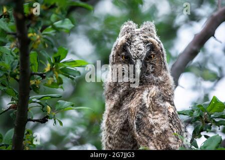 Laue Eule Küken starrend, niedliche Langohreule auf Baum sitzend, wilde ASIO Otus hautnah, versteckte Eule posiert, Eulenportrait, junger Jäger aufwächst, Baby Stockfoto
