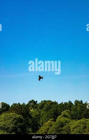 „frei wie ein Vogel“, dargestellt durch einen einzelnen Vogel, der in einem blauen Himmel, mit schwacher Sonne, über Baumkronen schweben wird Stockfoto