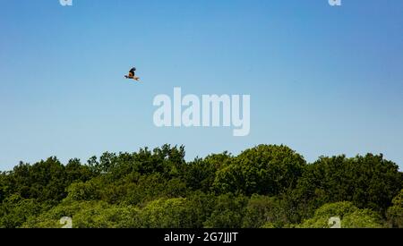 „frei wie ein Vogel“, dargestellt durch einen einzelnen Vogel, der in einem blauen Himmel, mit schwacher Sonne, über Baumkronen schweben wird Stockfoto