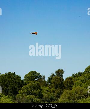 „frei wie ein Vogel“, dargestellt durch einen einzelnen Vogel, der in einem blauen Himmel, mit schwacher Sonne, über Baumkronen schweben wird Stockfoto