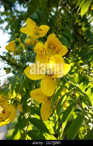 'Peltophorum pterocarpum', allgemein bekannt als Copperpod, gelb-extravagant, gelbe Flametere, gelbe poinciana oder Gelbflamme, die in Kalifornien wachsen Stockfoto