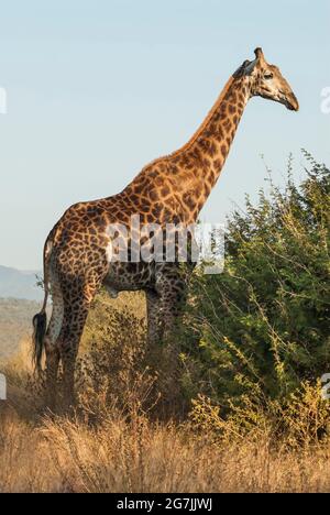 Jiraffa, Giraffa camelopardalis, in afrikanischer Umgebung in Savannah, Kruger National Park, Südafrika. Stockfoto