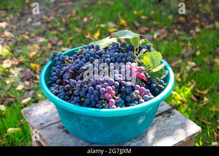 Becken mit reifen schwarzen Isabella-Trauben im Garten. Sammlung von köstlichen Beeren für die Herstellung von Wein. Stockfoto