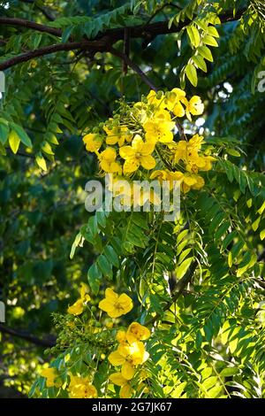 'Peltophorum pterocarpum', allgemein bekannt als Copperpod, gelb-extravagant, gelbe Flametere, gelbe poinciana oder Gelbflamme, die in Kalifornien wachsen Stockfoto