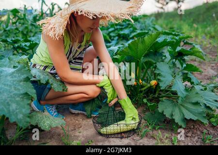 Die Gärtnerin erntet Zucchini im Sommergarten, schneidet sie mit dem Baumschneider und legt sie in den Korb. Gemüseernte Stockfoto