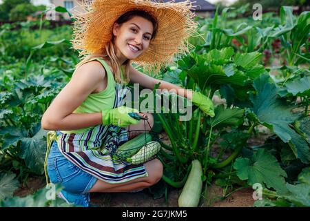 Glücklicher Gärtner erntet Zucchini im Sommergarten, schneidet sie mit dem Baumschneider und legt in den Korb. Gemüseernte Stockfoto