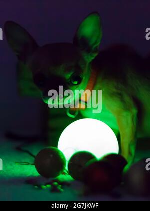 Chihuahua auf dunkelgrünem Hintergrund, Blick aus Neugier, Überraschung, imaginäre Anima Stockfoto