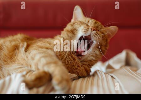 Gähnende Ginger Tabby Katze auf Sofa. Die „Blue Orange Cat“-Katze Im Freien. Müde rotes Haustier auf der Couch. Stockfoto