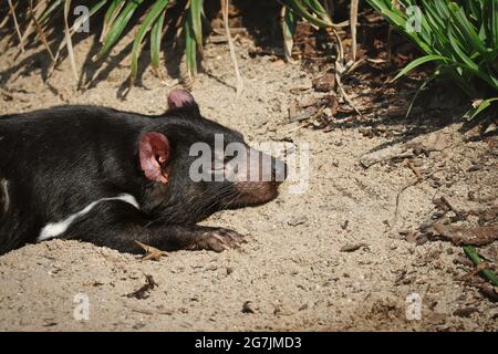 Schlafender tasmanischer Teufel im Zoologischen Garten. Sarcophilus Harrisii ruht auf dem Boden im Zoo. Stockfoto