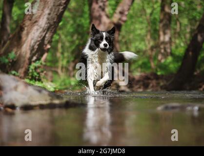 Cute Border Collie läuft in River mit seiner Reflexion. Active Black and White Dog mit nassem Fell im Wasser. Stockfoto