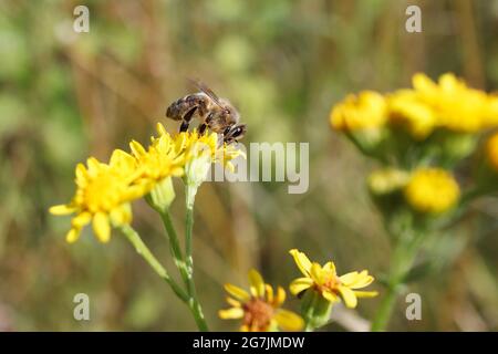 Europäische Honigbiene (APIs Mellifera) sammelt Nektar aus gewöhnlicher Ragwurz auf einer Wiese. Westliche Honigbiene Bestäubt Blühende Pflanze Jacobaea Vulgaris. Stockfoto