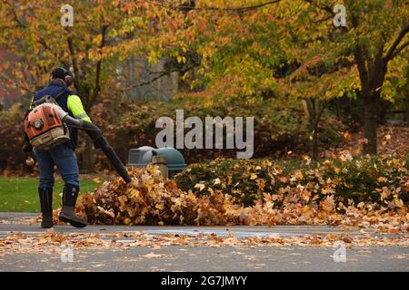 Ein Mann, der ein Laubgebläse betreibt, um die getrockneten Herbstblätter im Park zu säubern. Unscharfer Hintergrund. Speicherplatz kopieren. Stockfoto