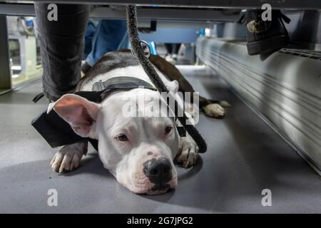 White Dog Bull Terrier liegt unter einem Sitz an einem Bus. Stockfoto