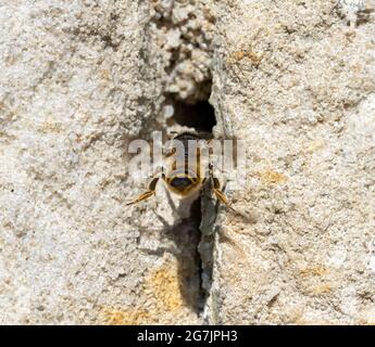 Die einsame Honigbiene fliegt vor einem Loch - Eingang zu ihrem Nest in der Wand eines alten Hauses. Stockfoto