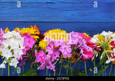 Helle Sommerblumen auf blauen Holzbrettern. Rudbeckia und Phloxe. Stockfoto