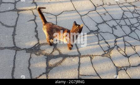 Schwarze Katze, die in nassen Rissen die alte Straße entlang läuft. Stockfoto