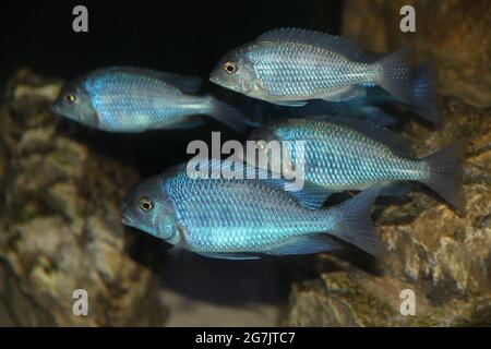 Nahaufnahme einer Gruppe von Cichlid moorii Fischen, die in einem Aquarium neben Felsen schwimmen Stockfoto