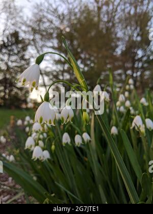 Vertikale Aufnahme von wunderschönen Schneeflockenblumen, die im Frühjahr in einem Park blühen Stockfoto