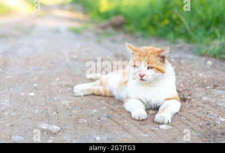 Obdachlose zerfetzte rot-weiße Katze, die auf der Straße liegt und auf die Kamera schaut. Speicherplatz kopieren. Selbstwanderende domestizierte Tiere. Krankheiten von wilden Haustieren Stockfoto