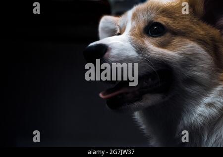 Corgi Welpe auf schwarzem Hintergrund, niedlicher kleiner Corgi Hund aus der Nähe Stockfoto