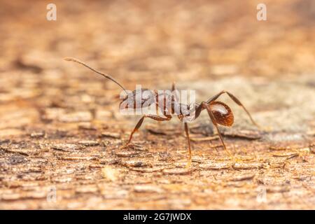 Wirbelsäulenaillierte Ameise (Aphaenogaster fulva) Stockfoto