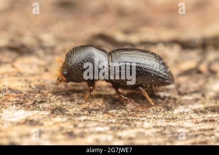 Euwallacea validus, ein in Asien heimischer Ambrosiakäfer, adventiv in Nordamerika. Stockfoto