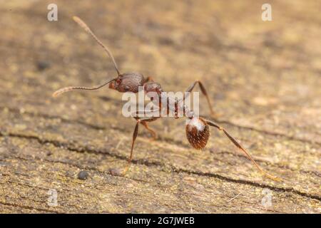 Wirbelsäulenaillierte Ameise (Aphaenogaster fulva) Stockfoto