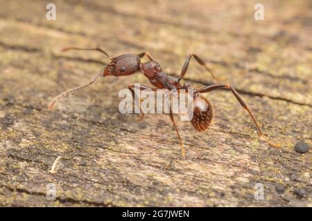 Wirbelsäulenaillierte Ameise (Aphaenogaster fulva) Stockfoto