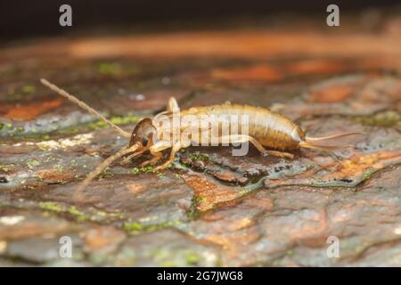 Europäische Ohrwurm (Forficula Auricularia) Stockfoto