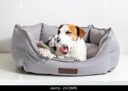 Ein gähnender Hund, Jack russell Terrier, der in einem grauen Tierbett auf einem hellen Hintergrund liegt. Umweltfreundliche Haustierprodukte, Haustiergeschäft. Liebe und Pflege für Haustiere Stockfoto